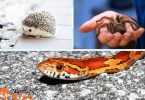Best Exotic Pets for Small Spaces