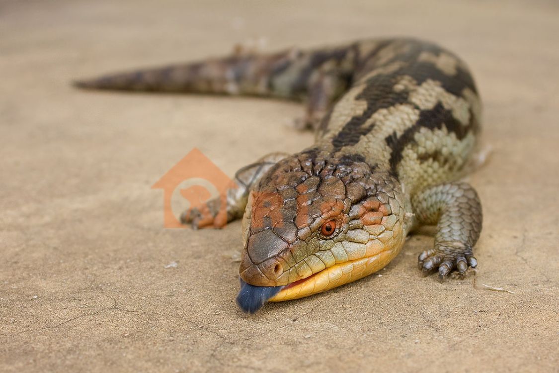 Blue-Tongued Skink