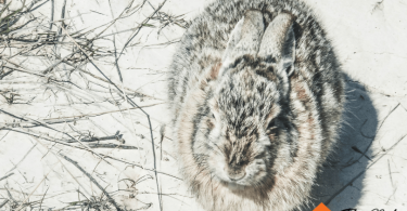 Cold Weather Small Pet Care Tips