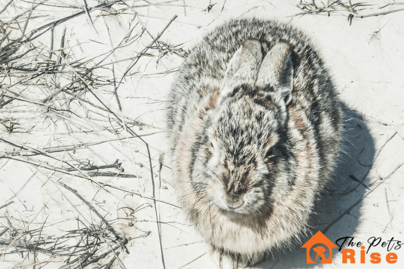 Cold Weather Small Pet Care Tips