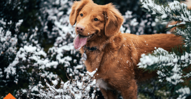 Common Pet Health Emergencies on Holidays