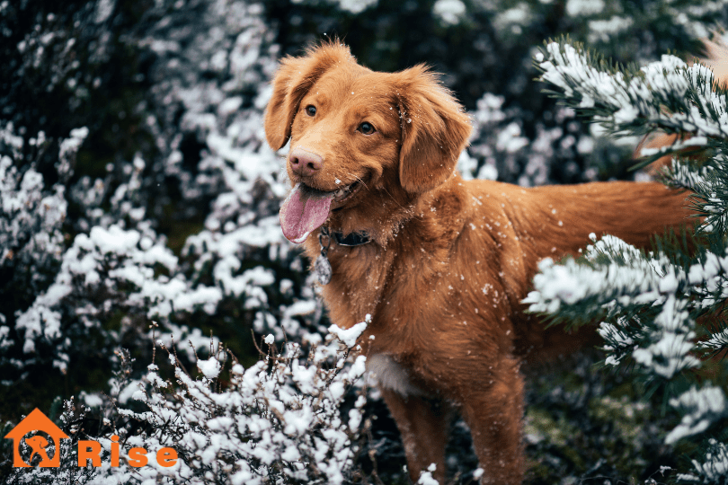 Common Pet Health Emergencies on Holidays