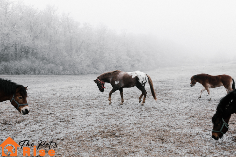 Tips For Winter Care For Horses
