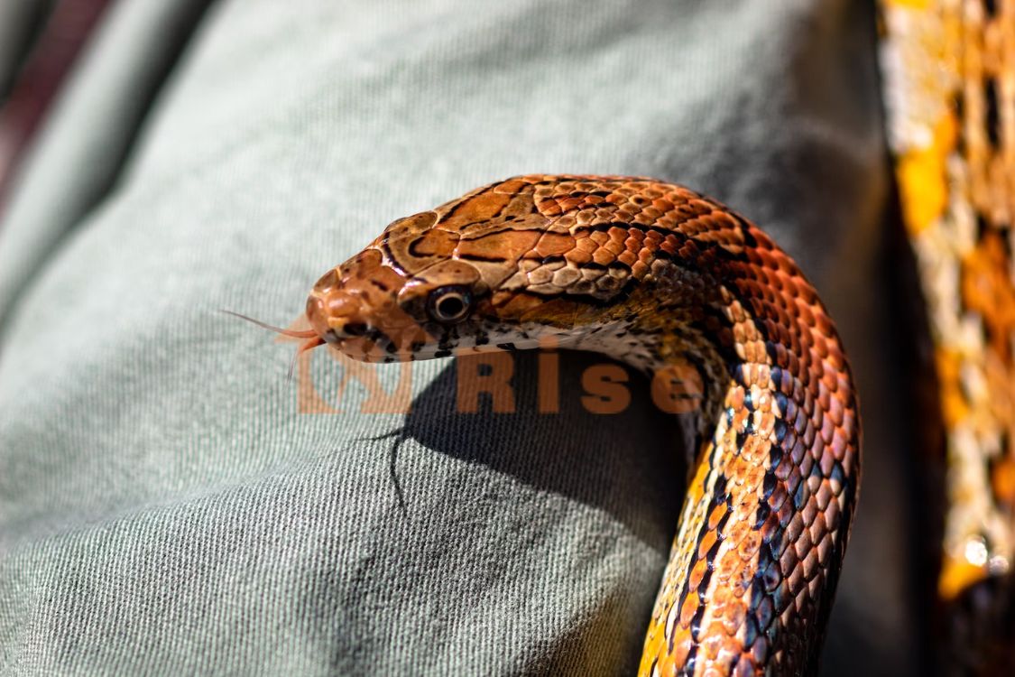Corn Snake | easiest pet reptiles for kids