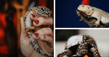 Easiest pet reptiles for kids