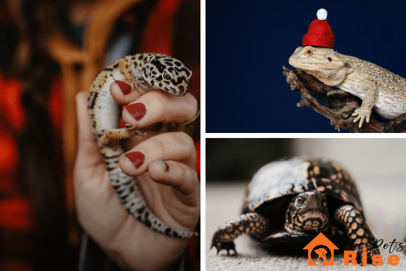 Easiest pet reptiles for kids