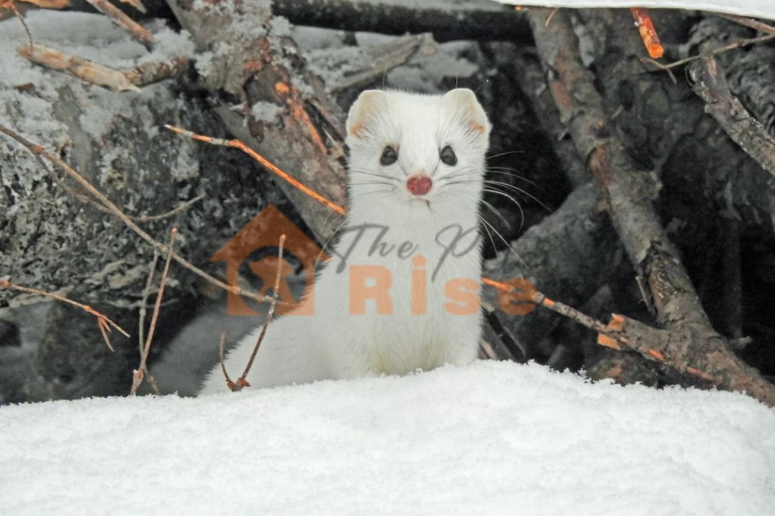 Ferret