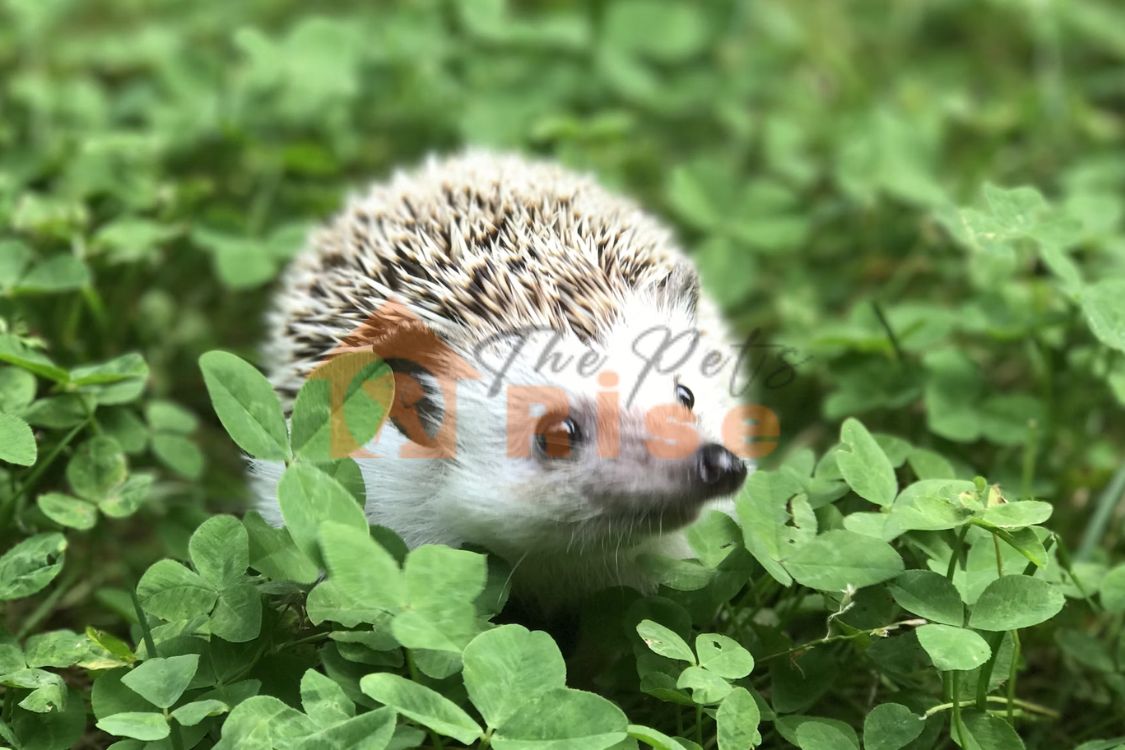 Hedgehog