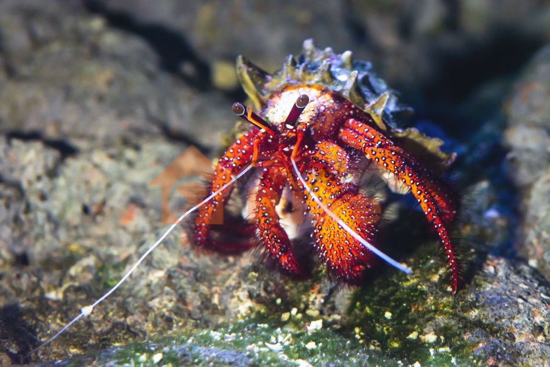 Hermit Crabs