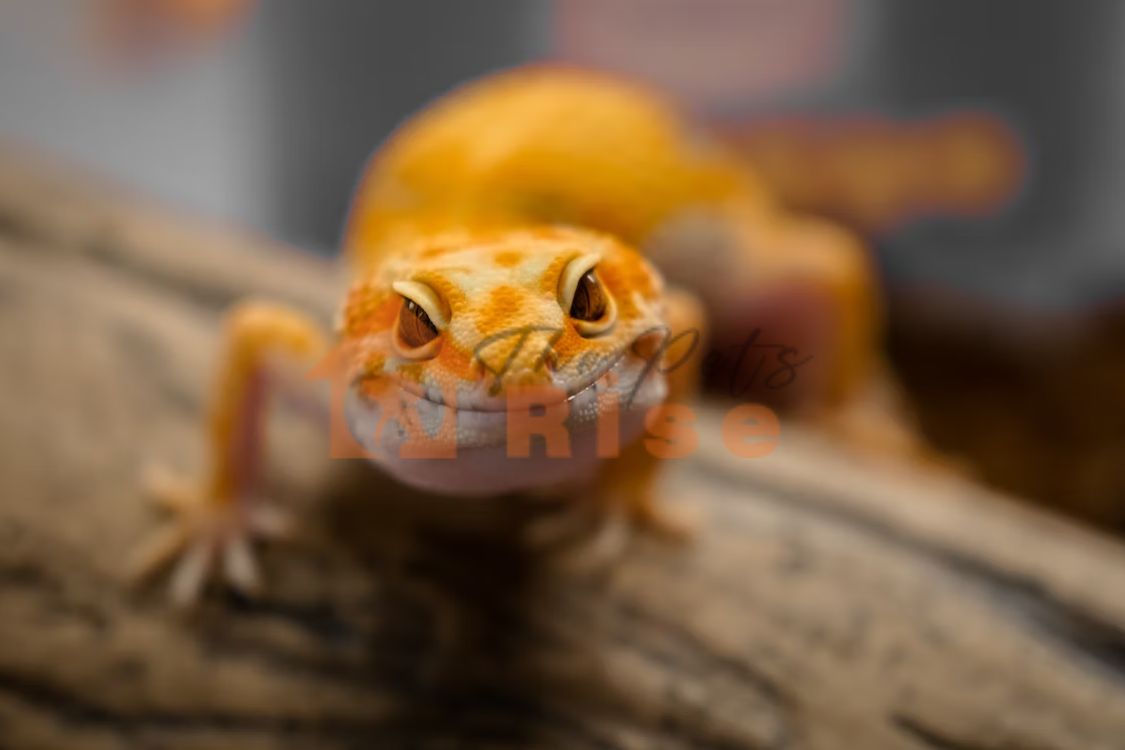 Leopard Gecko