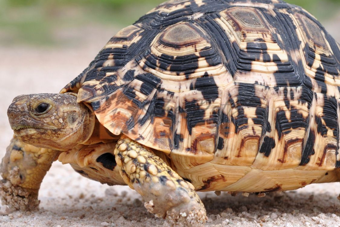 Leopard Tortoise