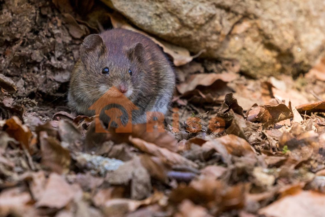 Mice