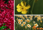 Poisonous Plants for Horses