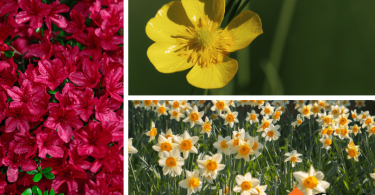 Poisonous Plants for Horses