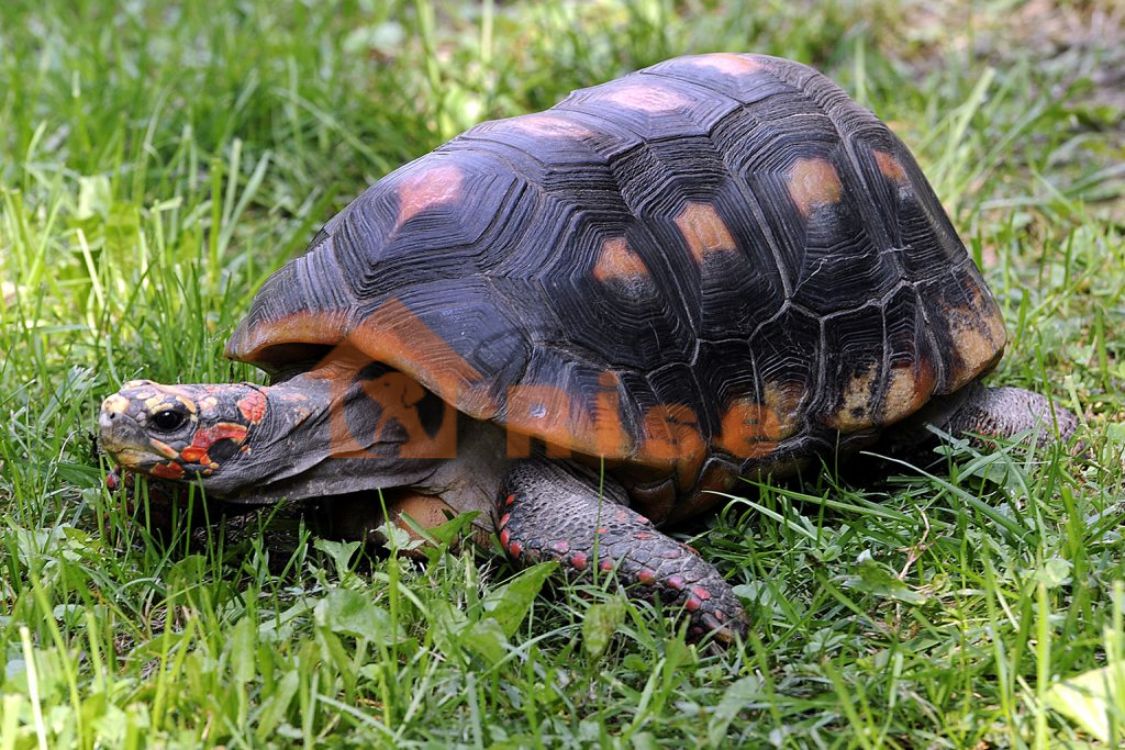 Red-Foot Tortoise