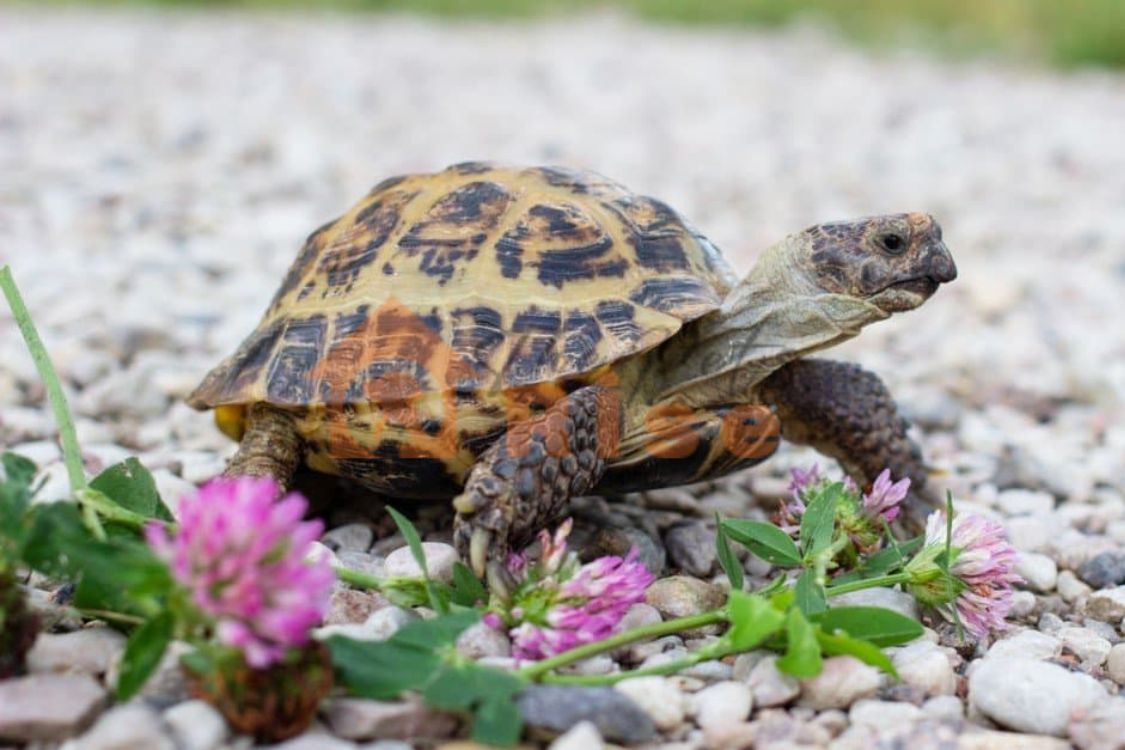 Russian Tortoises
