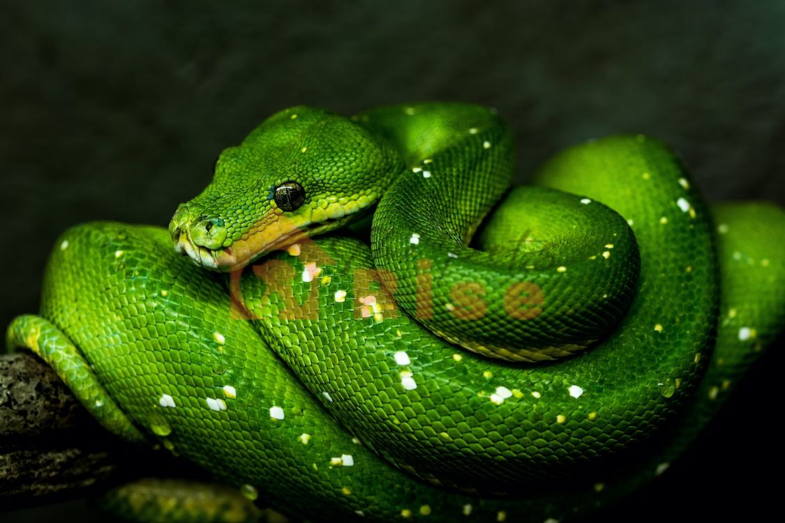 Snakes