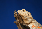 bearded dragon behavior