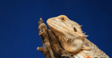 bearded dragon behavior