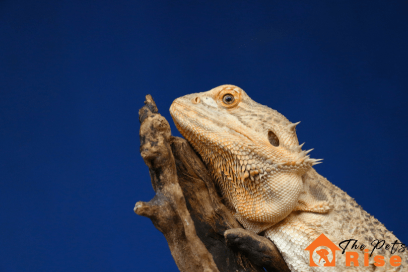bearded dragon behavior