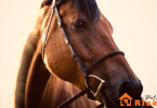 mistakes to avoid when buying your first horse