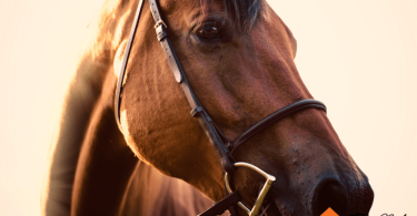 mistakes to avoid when buying your first horse
