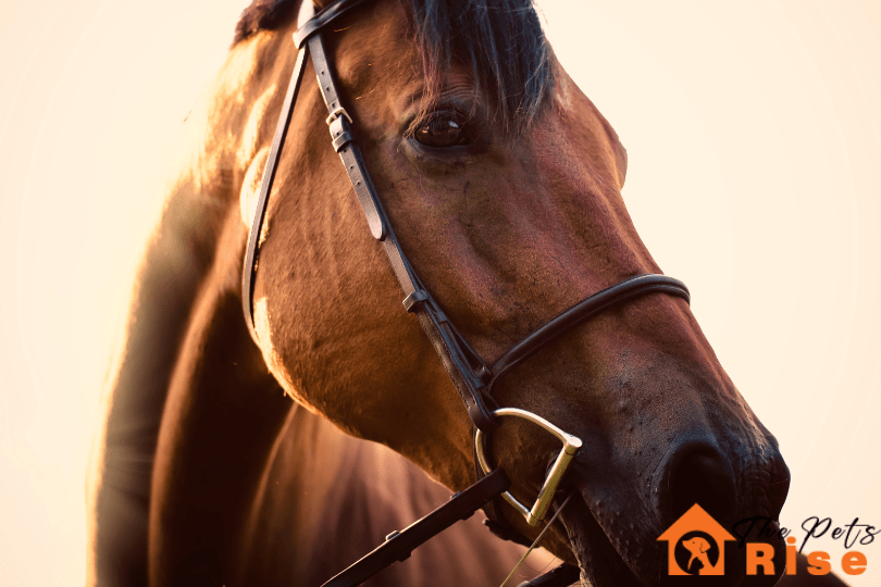mistakes to avoid when buying your first horse