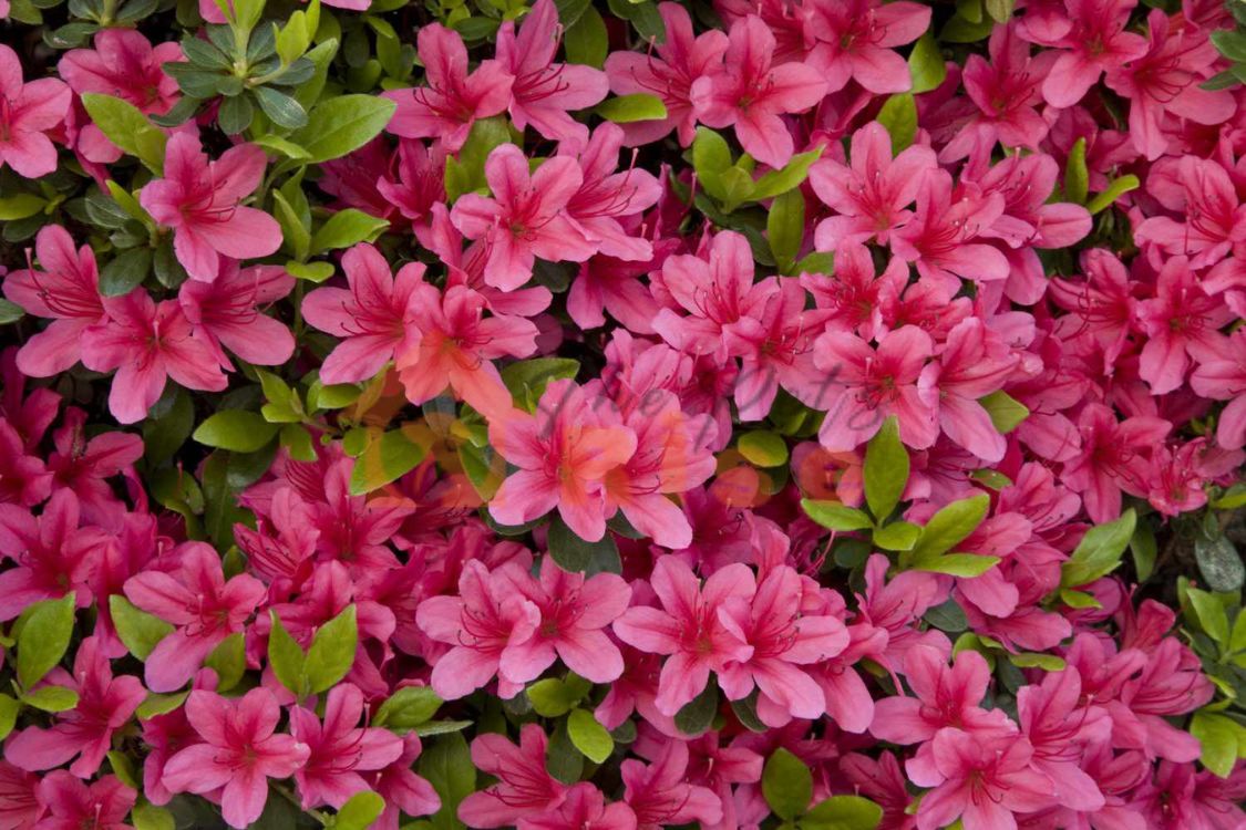 Azaleas