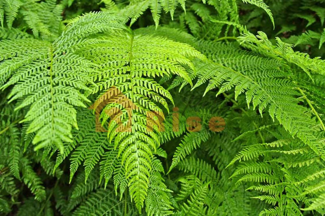 Bracken fern | thepetsrise.com