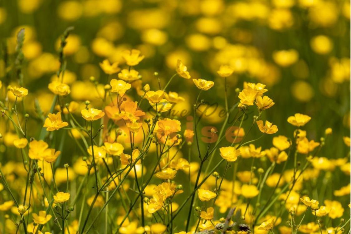 Buttercups 