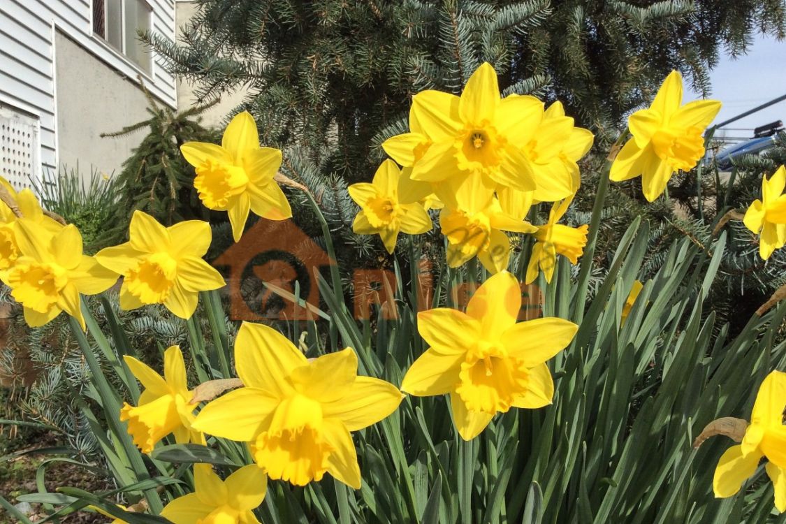 Daffodils