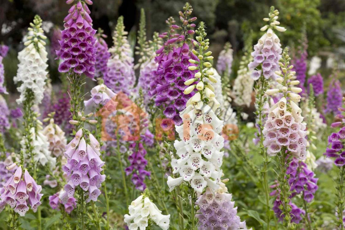Foxgloves