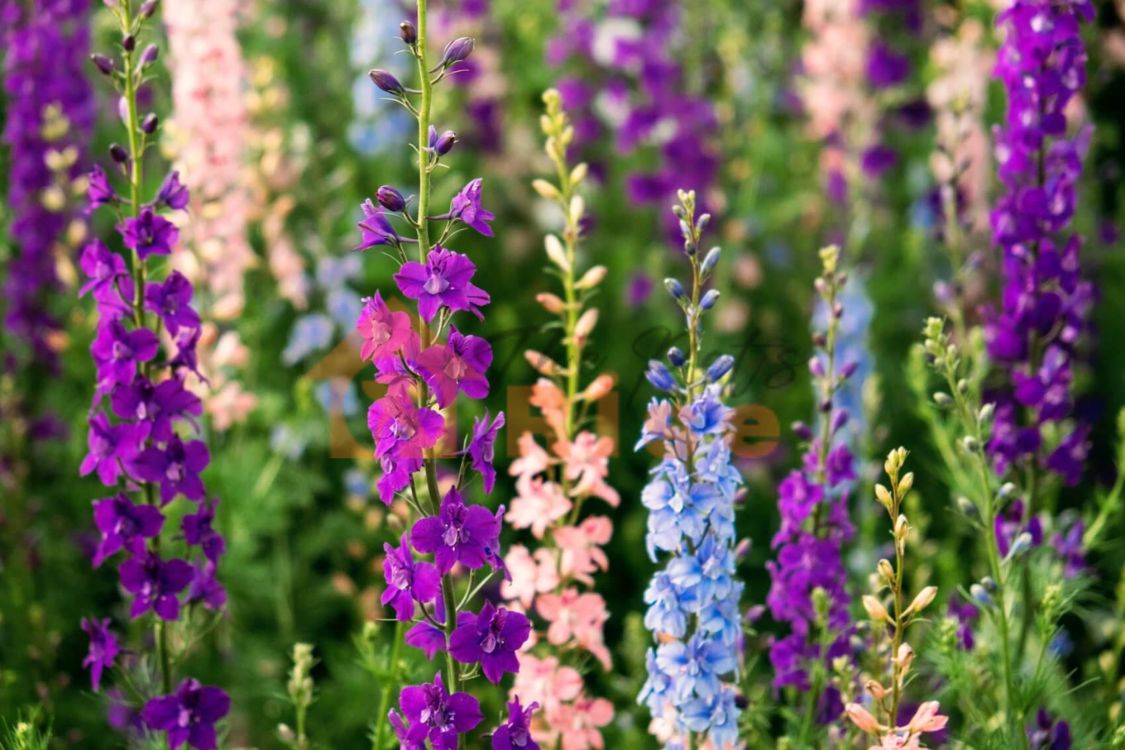 Larkspur 