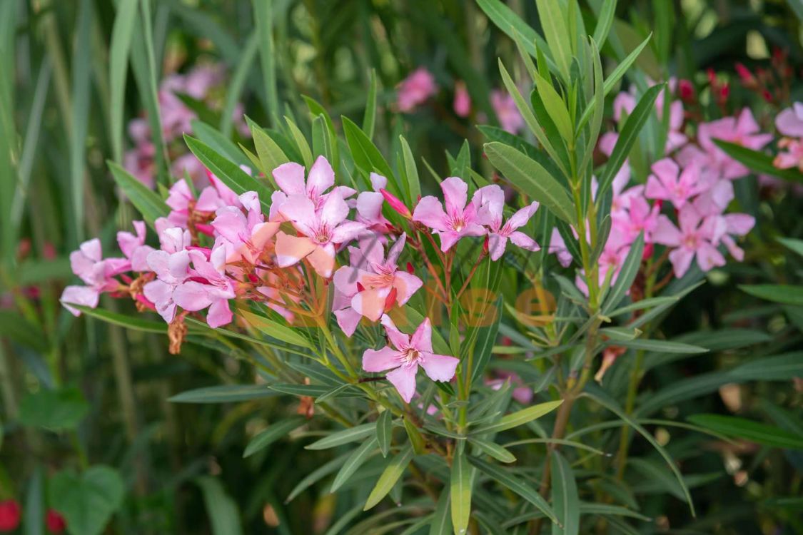 Oleander | thepetsrise.com