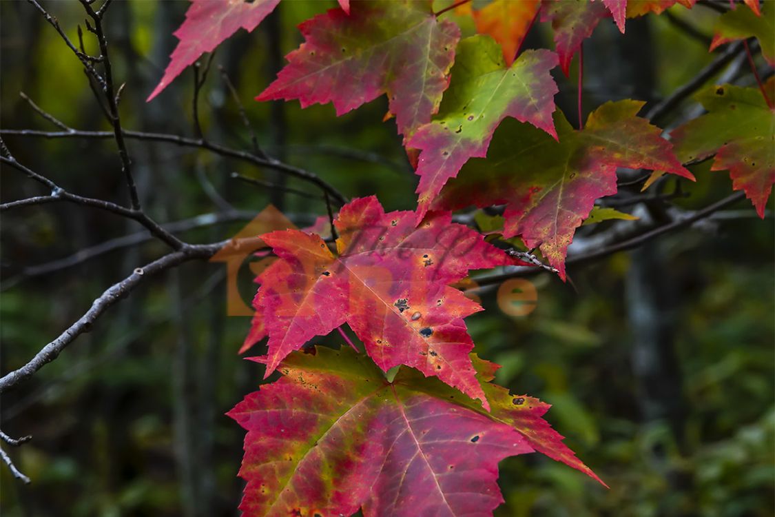 Red Maple | thepetsrise.com