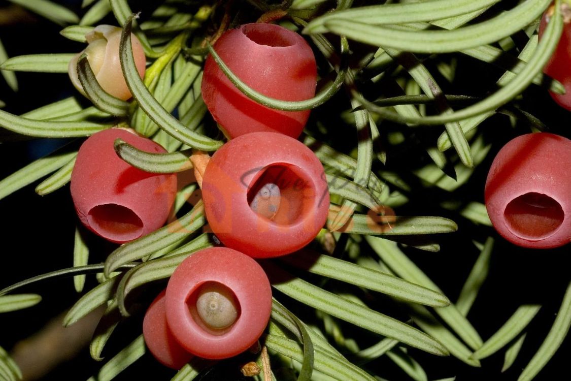 Yew
