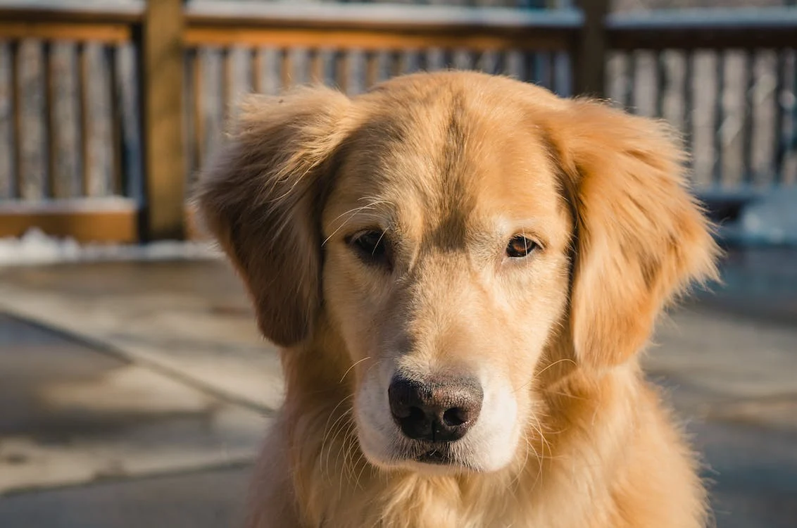Best Dog For A First Time Owner