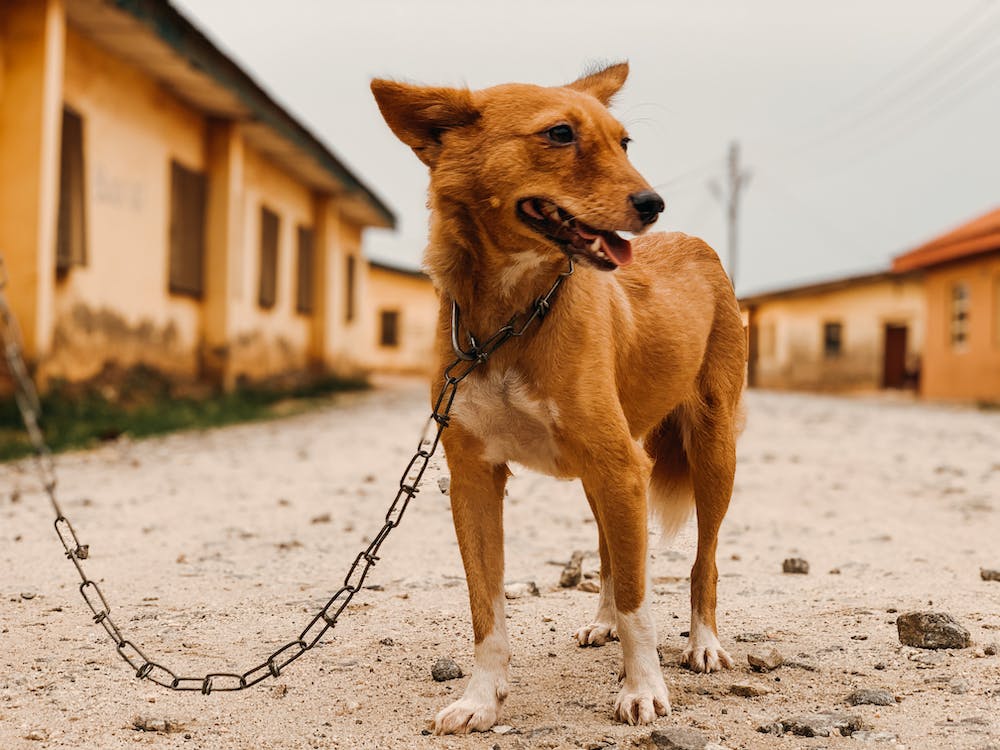 Basenji | thepetsrise.com