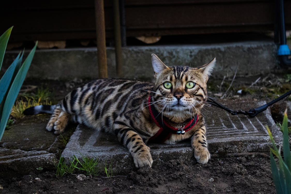 Bengal | best cat breeds for first time owners | thepetsrise.com