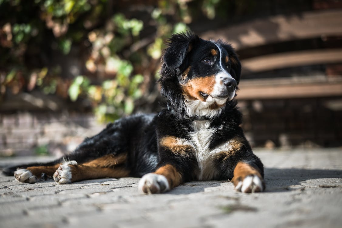 Bernese Mountain Dog | petsrise.com