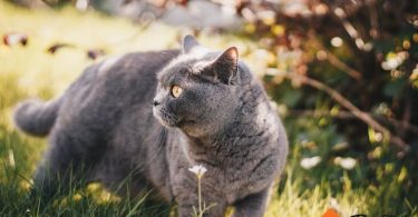 Best Cat Breeds For First Time Owners | thepetsrise.com
