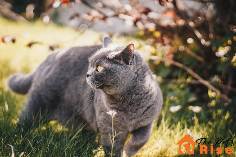 Best Cat Breeds For First Time Owners | thepetsrise.com