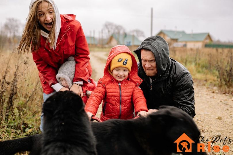 Best Dogs Breeds For First Time Owners | thepetsrise.com