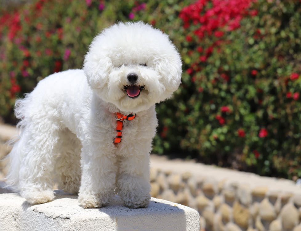 Bichon Frise | thpetsrise.com