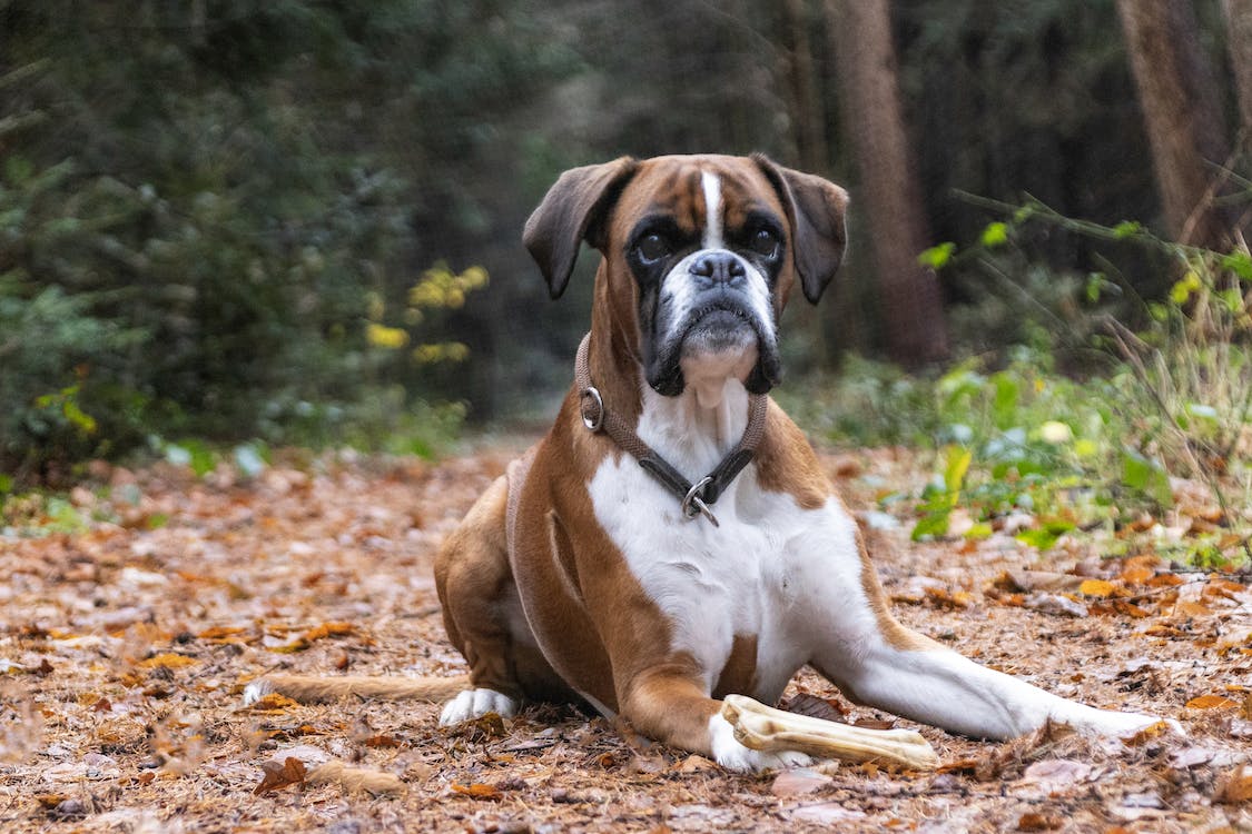 Boxer | thepetsrise.com
