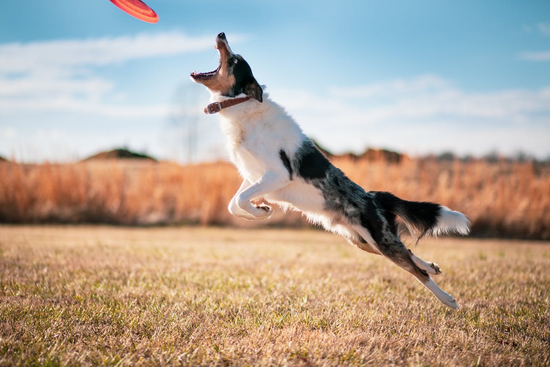 Fetch | thepetsrise.com