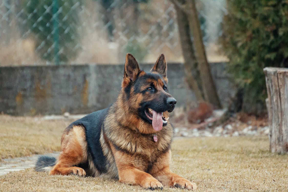 German Shepherd | thepetsrise.com
