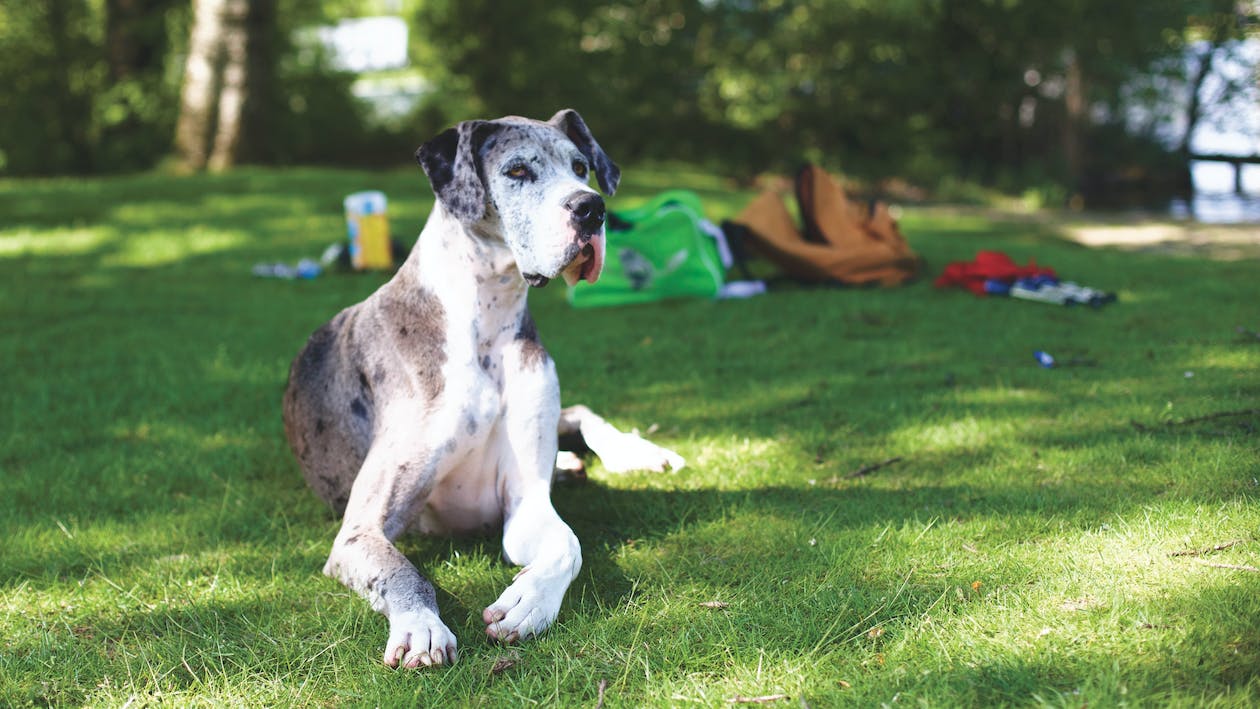 Great Dane | thepetsrise.com
