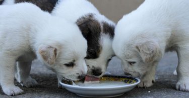 How Much Milk is Good For My Dog