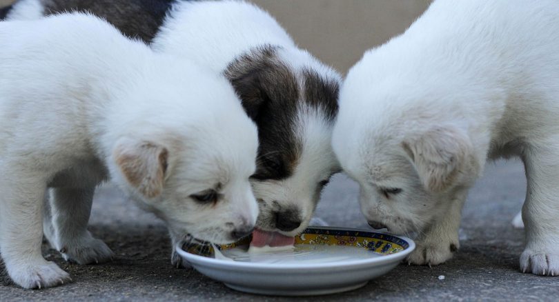 How Much Milk is Good For My Dog